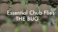 Video thumb for The Bug