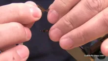 Video thumb for Royal Coachman Wet Anadromous Version