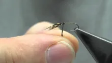 Video thumb for Tummelweed