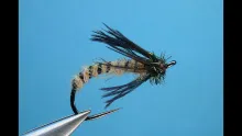 Video thumb for Grannom Pupa and Ovi-Grannom